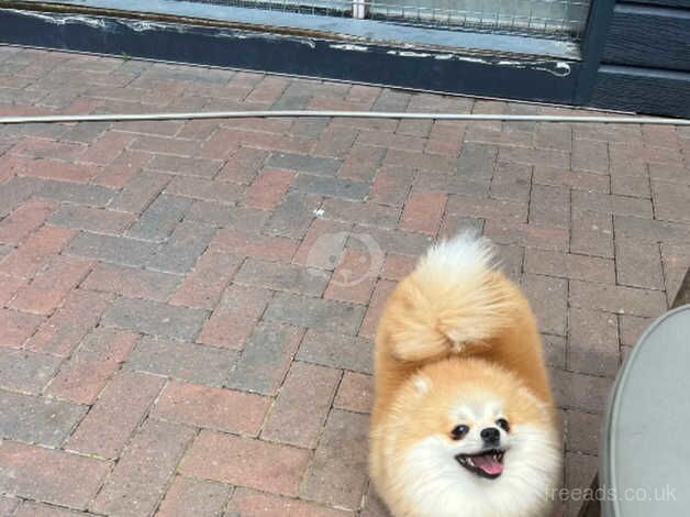 Pomeranian girl for sale in Peterborough, Cambridgeshire - Image 5