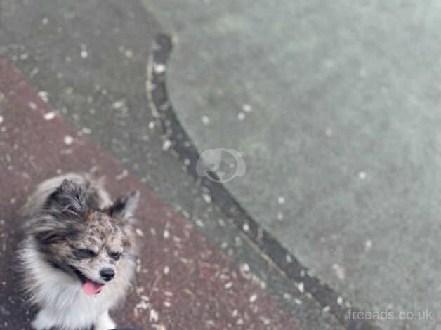 Pomeranian girl for sale in Stoke-on-Trent, Staffordshire - Image 3