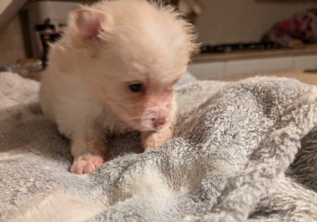 Pomeranian girls for sale in Bishop Auckland, County Durham - Image 3