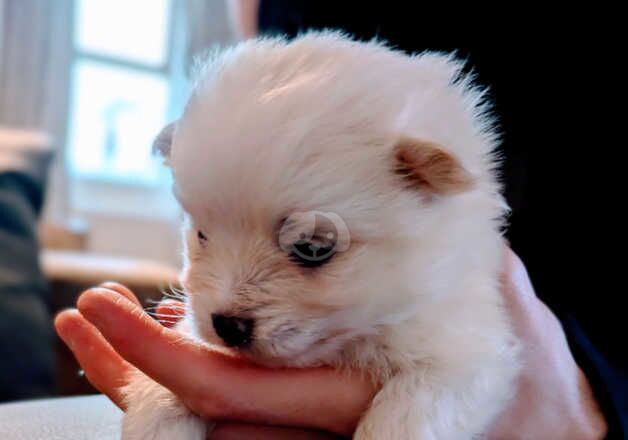 Pomeranian girls for sale in Bishop Auckland, County Durham - Image 4