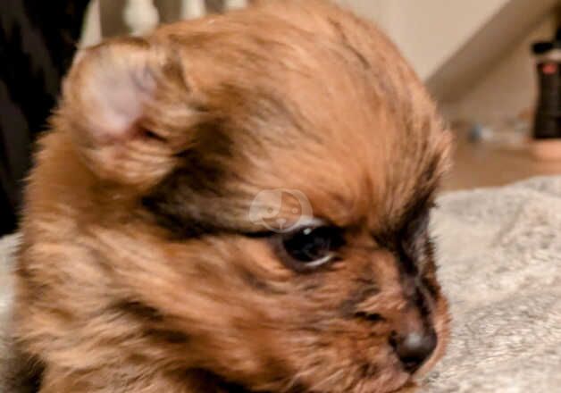 Pomeranian girls for sale in Bishop Auckland, County Durham - Image 5