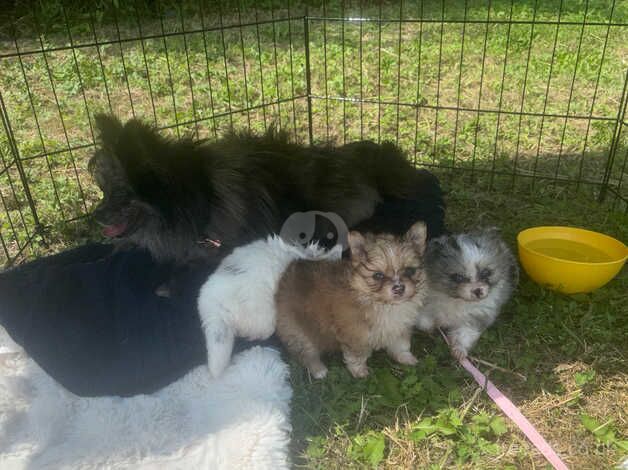 Pomeranian girls for sale in Market Harborough, Leicestershire - Image 1