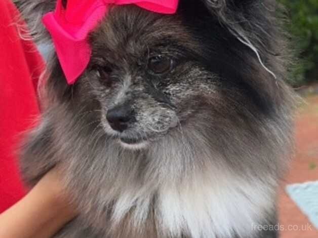 Pomeranian girls for sale in Market Harborough, Leicestershire - Image 2