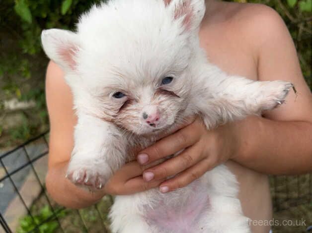 Pomeranian girls for sale in Market Harborough, Leicestershire - Image 3