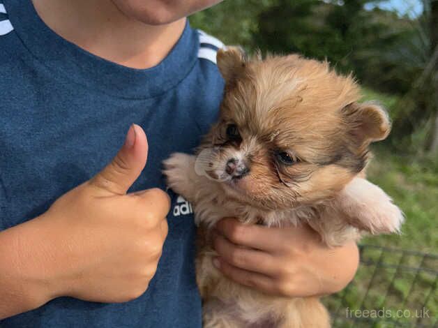 Pomeranian girls for sale in Market Harborough, Leicestershire - Image 4