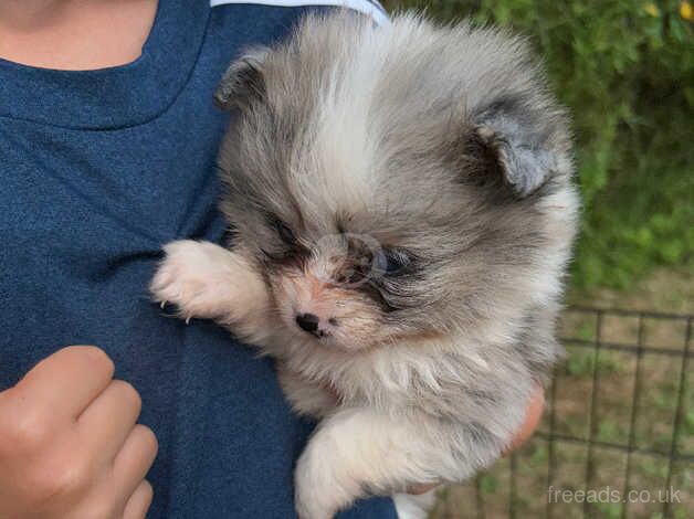 Pomeranian girls for sale in Market Harborough, Leicestershire - Image 5