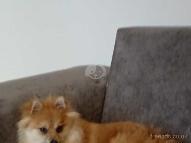 Pomeranian imported parents for sale in Dewsbury, West Yorkshire