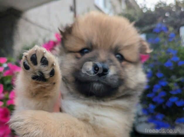 Pomeranian for sale in Antrim - Image 3