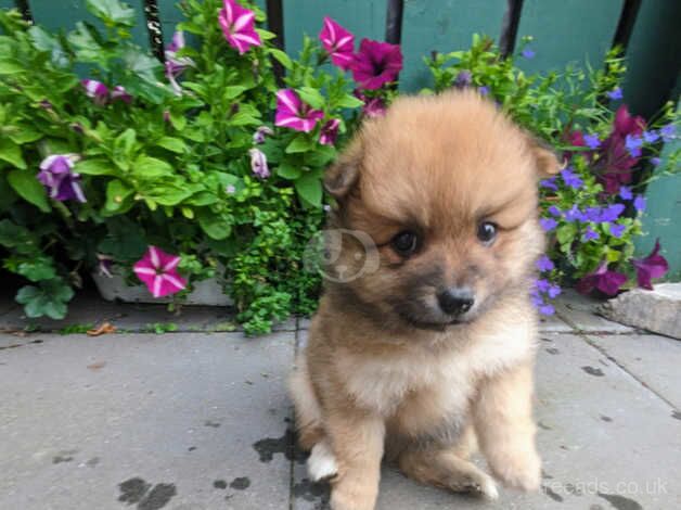 Pomeranian for sale in Antrim - Image 4