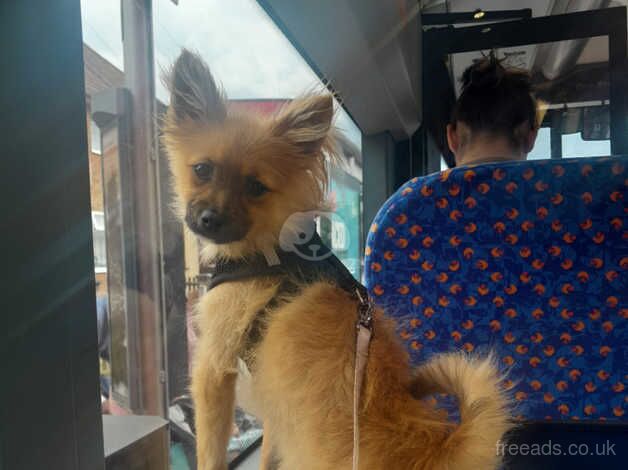 Pomeranian for sale in Dagenham, Barking & Dagenham, Greater London - Image 1