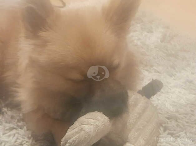 Pomeranian for sale in Dagenham, Barking & Dagenham, Greater London - Image 2