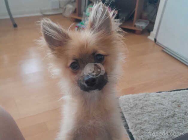 Pomeranian for sale in Dagenham, Barking & Dagenham, Greater London - Image 4