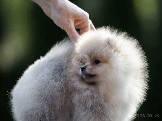 Pomeranian for sale in Bishop's Stortford, Hertfordshire