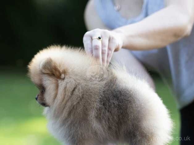 Pomeranian for sale in Bishop's Stortford, Hertfordshire - Image 2