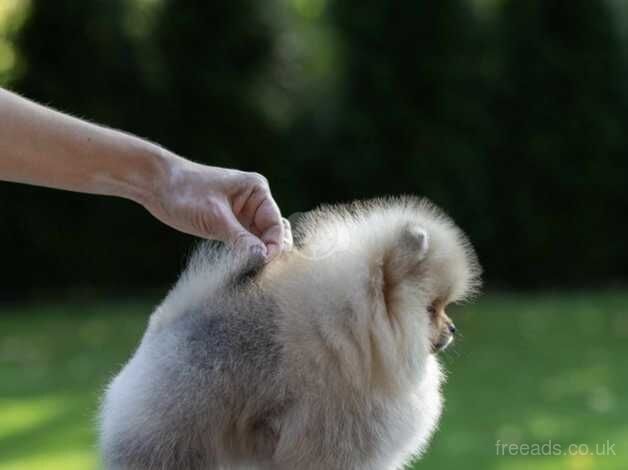 Pomeranian for sale in Bishop's Stortford, Hertfordshire - Image 3