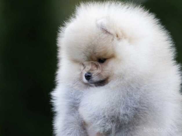 Pomeranian for sale in Bishop's Stortford, Hertfordshire - Image 4