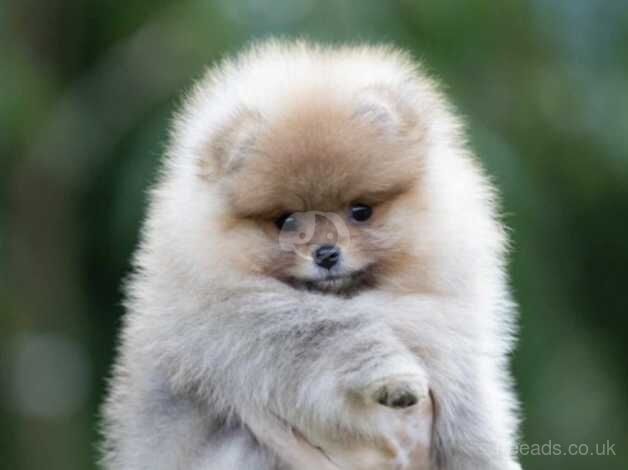 Pomeranian for sale in Bishop's Stortford, Hertfordshire - Image 5