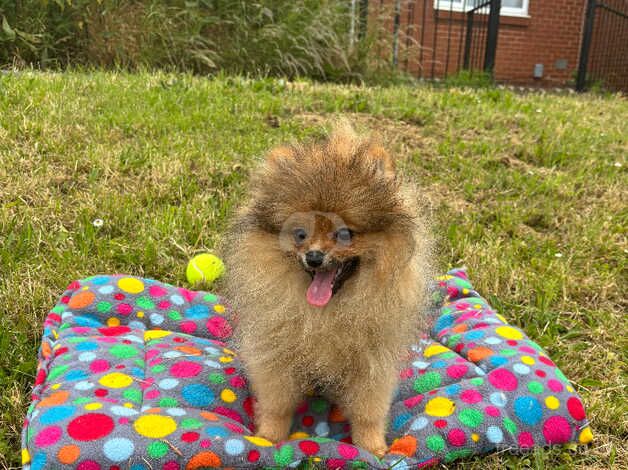 Pomeranian for sale in Brighton, Cornwall