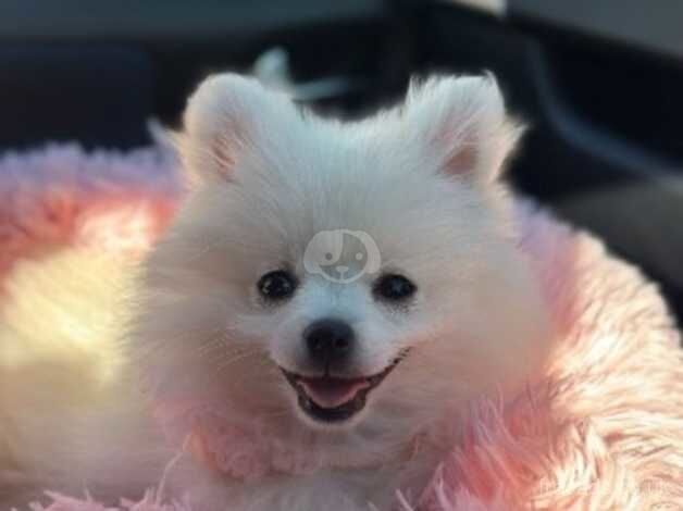 Pomeranian for sale in Bristol