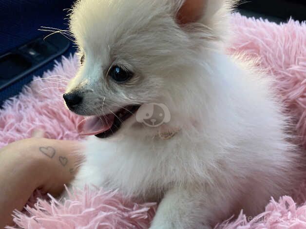 Pomeranian for sale in Bristol - Image 2