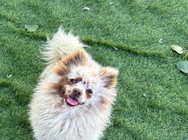 Pomeranian for sale in Sheffield, South Yorkshire