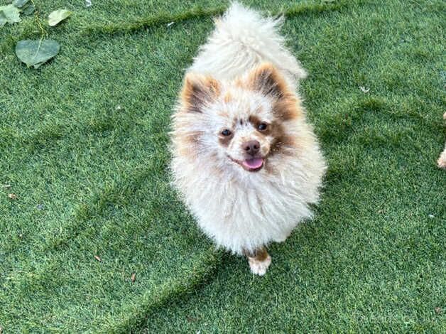 Pomeranian for sale in Sheffield, South Yorkshire - Image 2