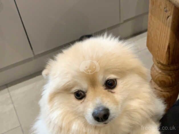 Pomeranian for sale in Colchester, Essex