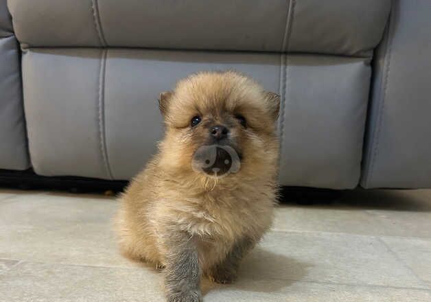 Pomeranian for sale in Sheffield, South Yorkshire