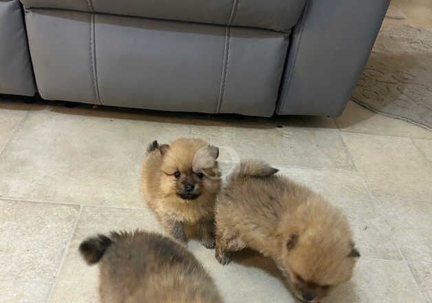 Pomeranians for sale in Sheffield, South Yorkshire