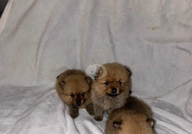 Pomeranian Puppies for sale in South Yorkshire