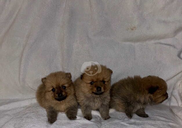 Pomeranian Puppies for sale