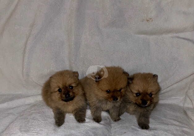 Pomeranian for sale in Sheffield, South Yorkshire - Image 5