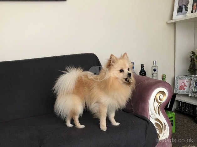 Pomeranian for sale in Enfield, Enfield, Greater London