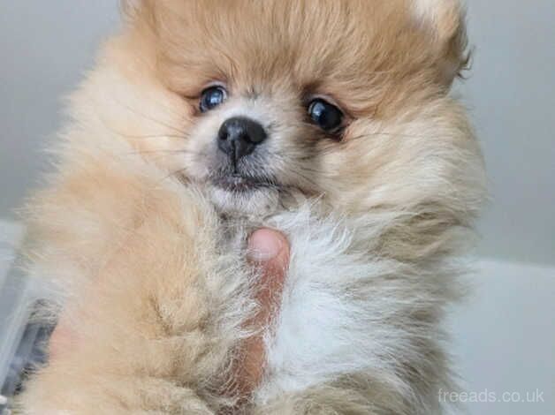 Pomeranian for sale in Halifax, West Yorkshire