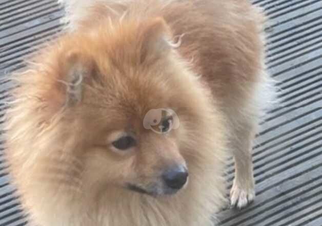 Pomeranian for sale in Hounslow, Hounslow, Greater London