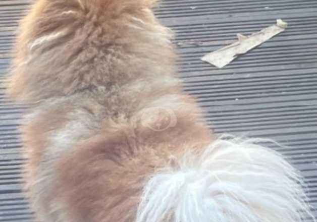 Pomeranian for sale in Hounslow, Hounslow, Greater London - Image 2