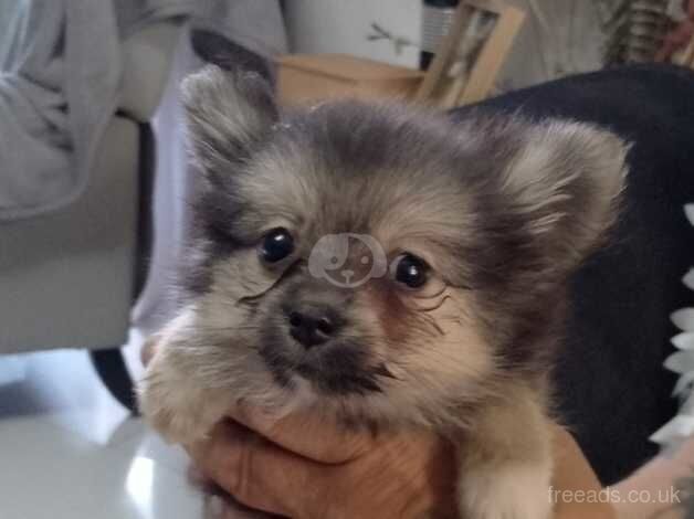 Pomeranian for sale in Bishop's Hull, Somerset