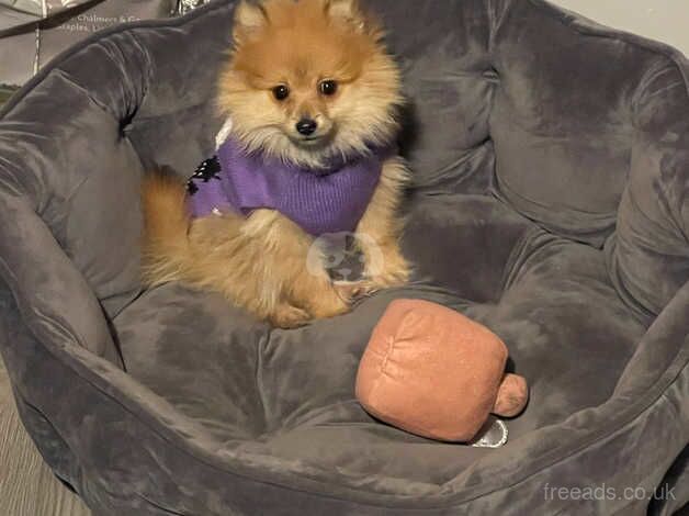 Pomeranian for sale in Newark, Orkney Islands