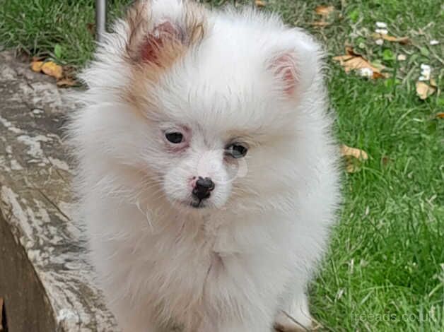 Pomeranian for sale in Peacehaven, East Sussex - Image 1