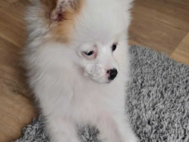 Pomeranian for sale in Peacehaven, East Sussex - Image 2