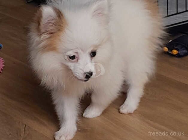 Pomeranian for sale in Peacehaven, East Sussex - Image 3