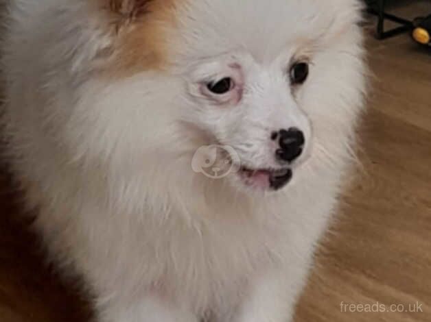 Pomeranian for sale in Peacehaven, East Sussex - Image 4