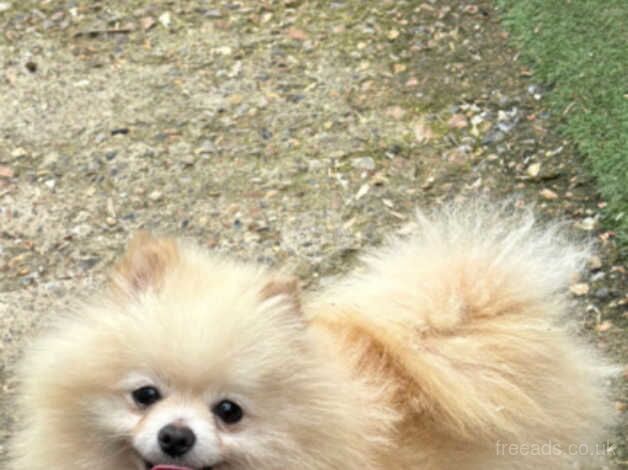 Pomeranian for sale in Peacehaven, East Sussex - Image 5