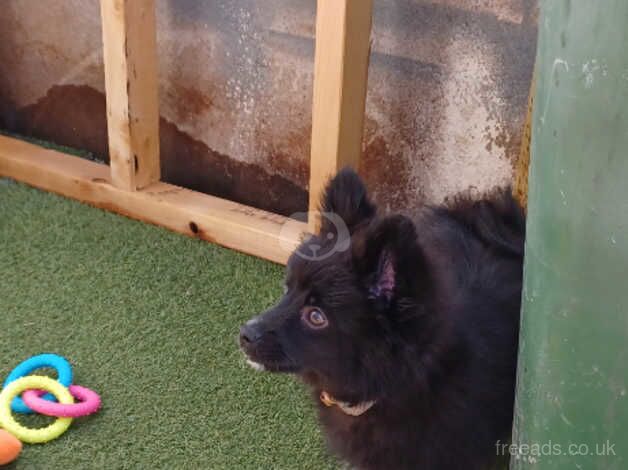 Pomeranian for sale in Wakefield, West Yorkshire - Image 1