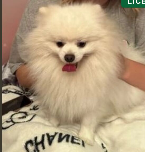 Pomeranian kc reg dog for sale in Peterborough, Cambridgeshire