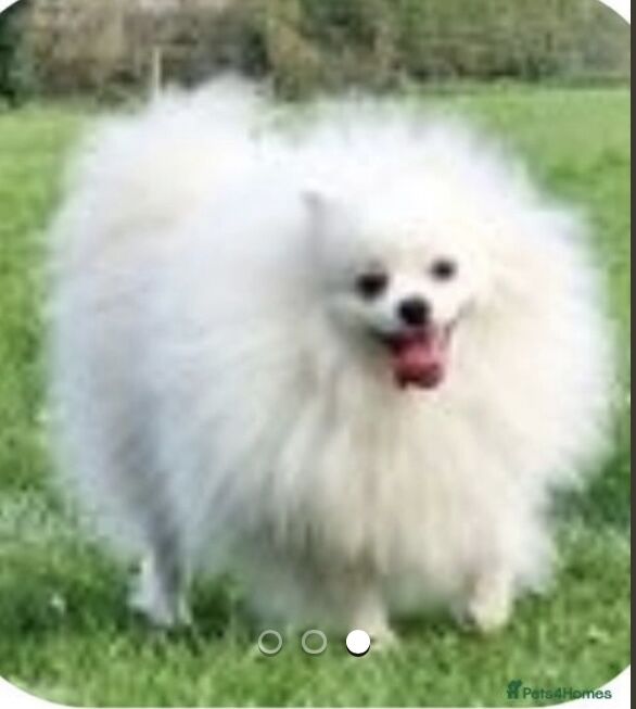 Pomeranian kc reg dog for sale in Peterborough, Cambridgeshire - Image 2