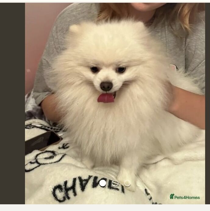 Pomeranian kc reg dog for sale in Peterborough, Cambridgeshire - Image 3