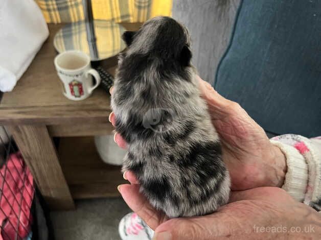 Pomeranian lilac merles for sale in Rhyl, Denbighshire - Image 5