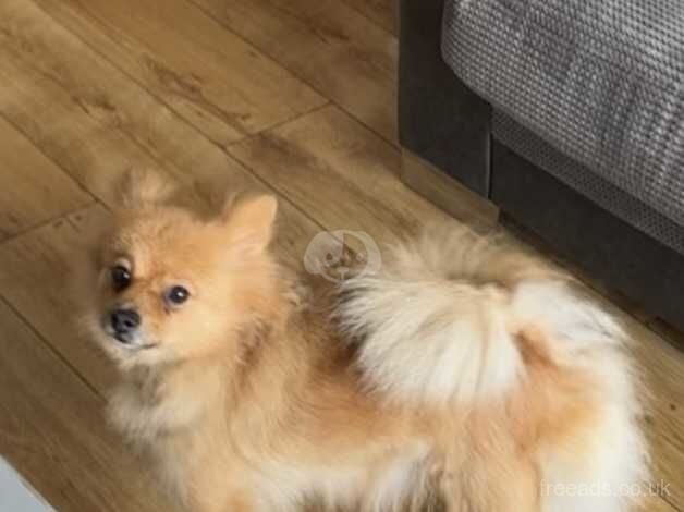 Pomeranian Looking for a new home for sale in Lymm, Cheshire - Image 1