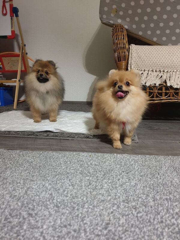 Pomeranian male/female for sale in Bradford, West Yorkshire